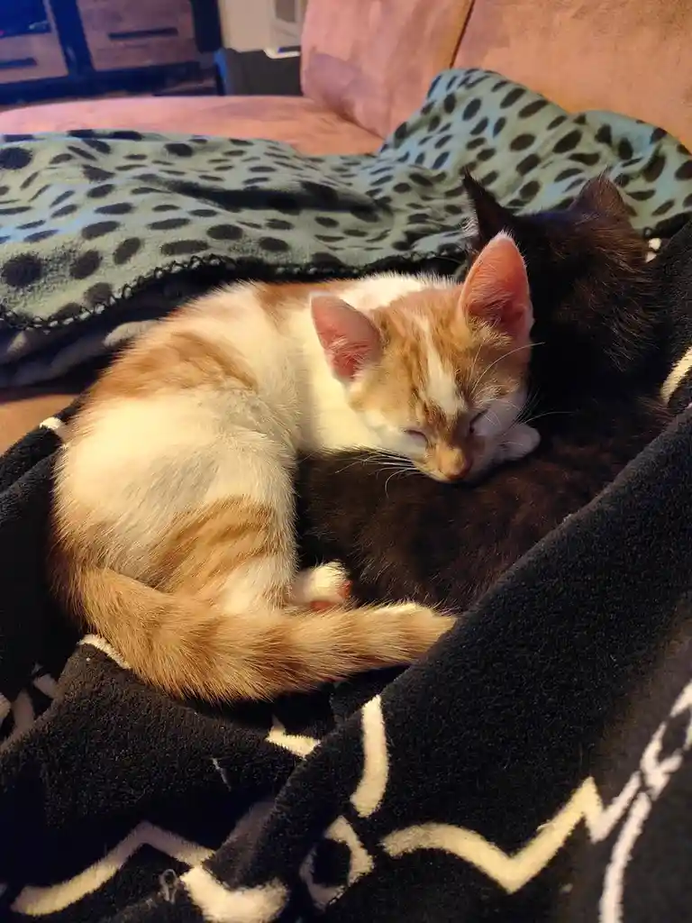 An orange and white kitten is curled up asleep on top of a black cat, both resting on patterned blankets on a couch. The…