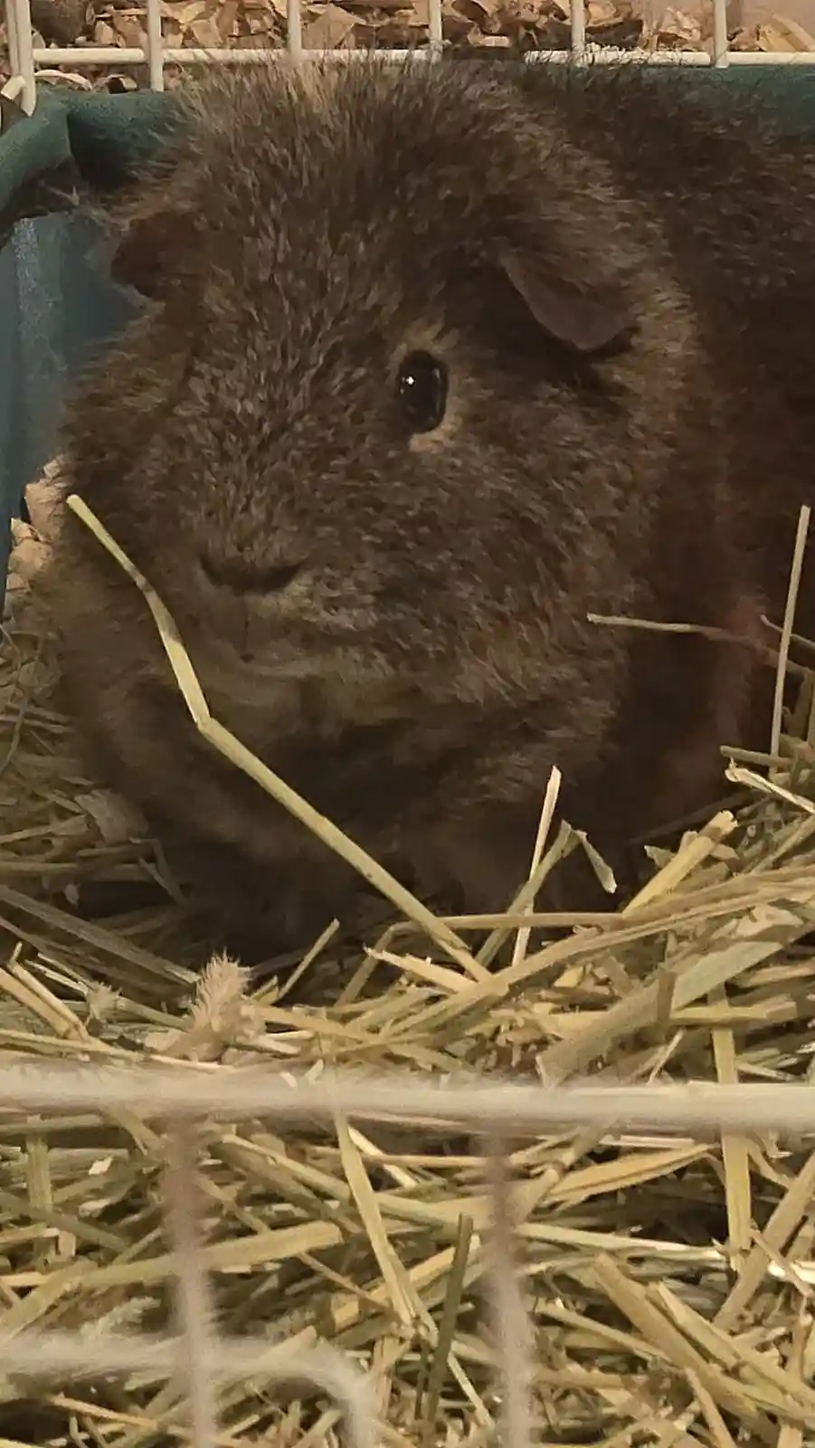 A close-up photo of a brown guinea pig sitting in a cage filled with hay, looking directly at the camera with a calm…