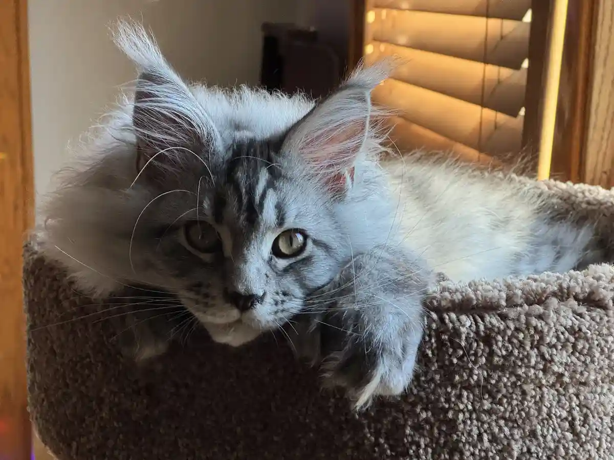 A fluffy silver tabby cat with large ears and green eyes is lying in a brown, textured cat bed, looking directly at the…