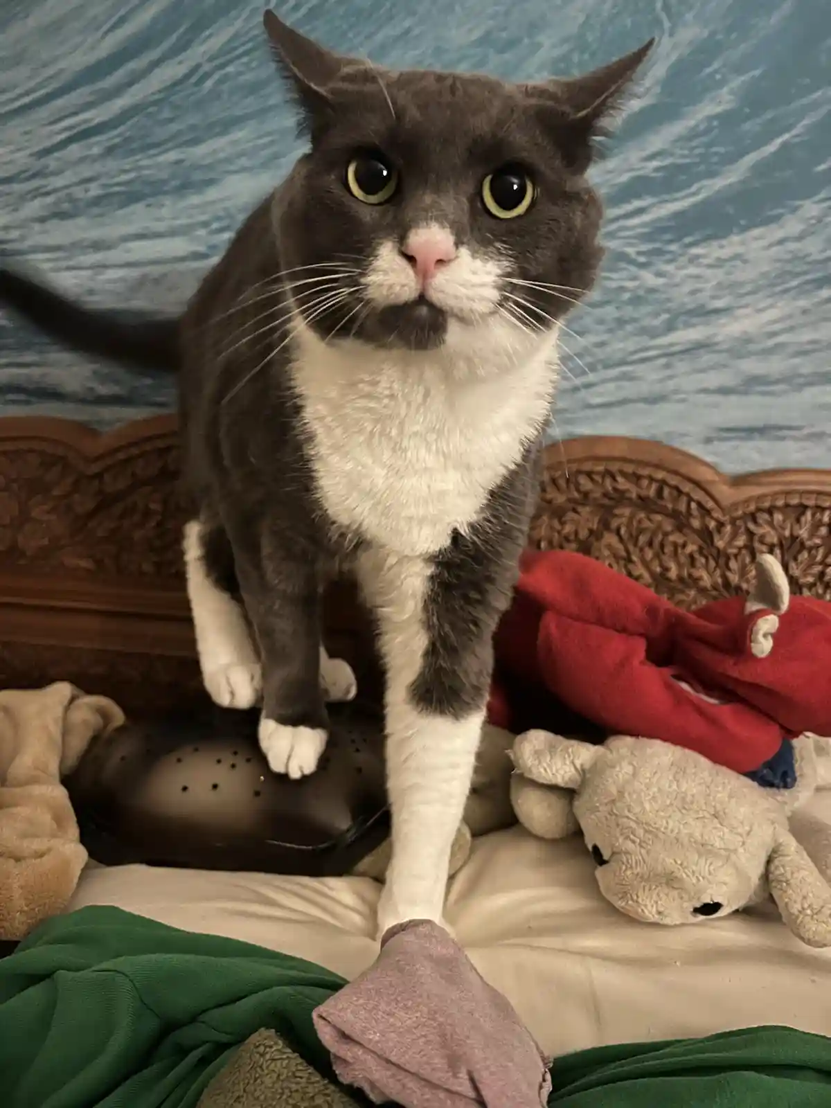A gray and white cat with wide, startled eyes sits upright on a bed, one paw resting on a human's sock, surrounded by…