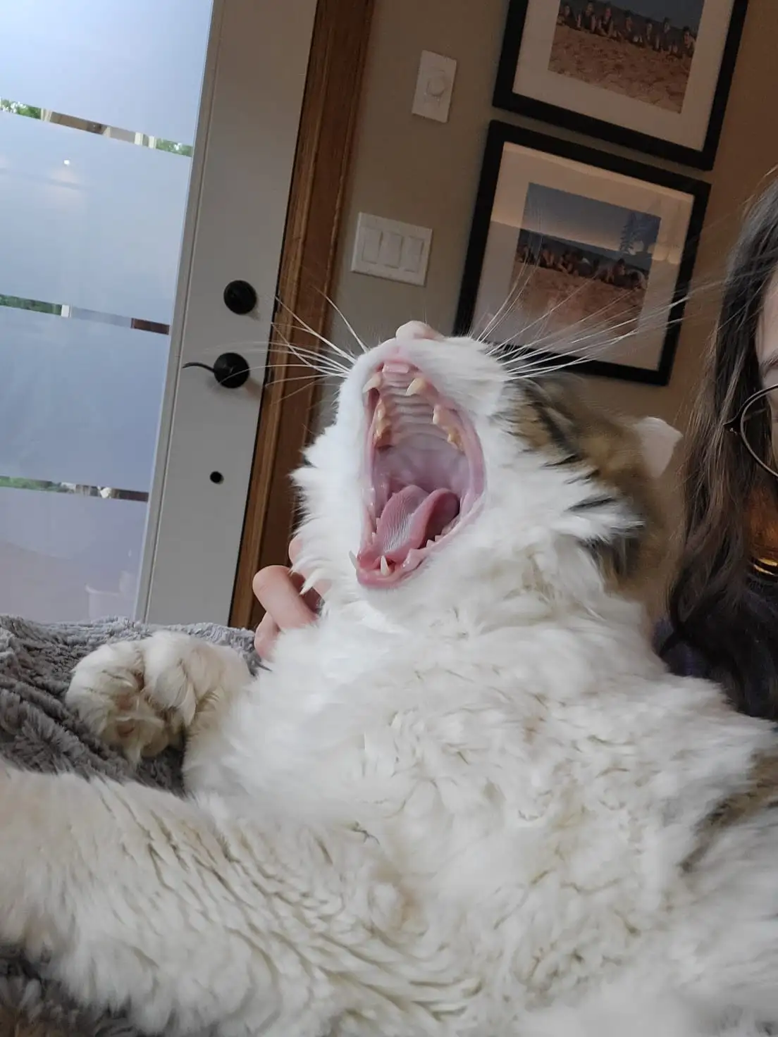 A fluffy white cat with brown patches is lying on its back on a grey blanket, yawning widely with its mouth open, showing…