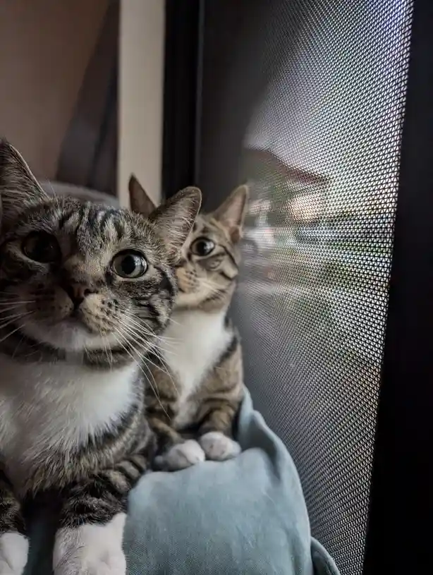 Meet Jet, the fluffier and fiercer twin of Moose – four cats in one household is pure chaos!