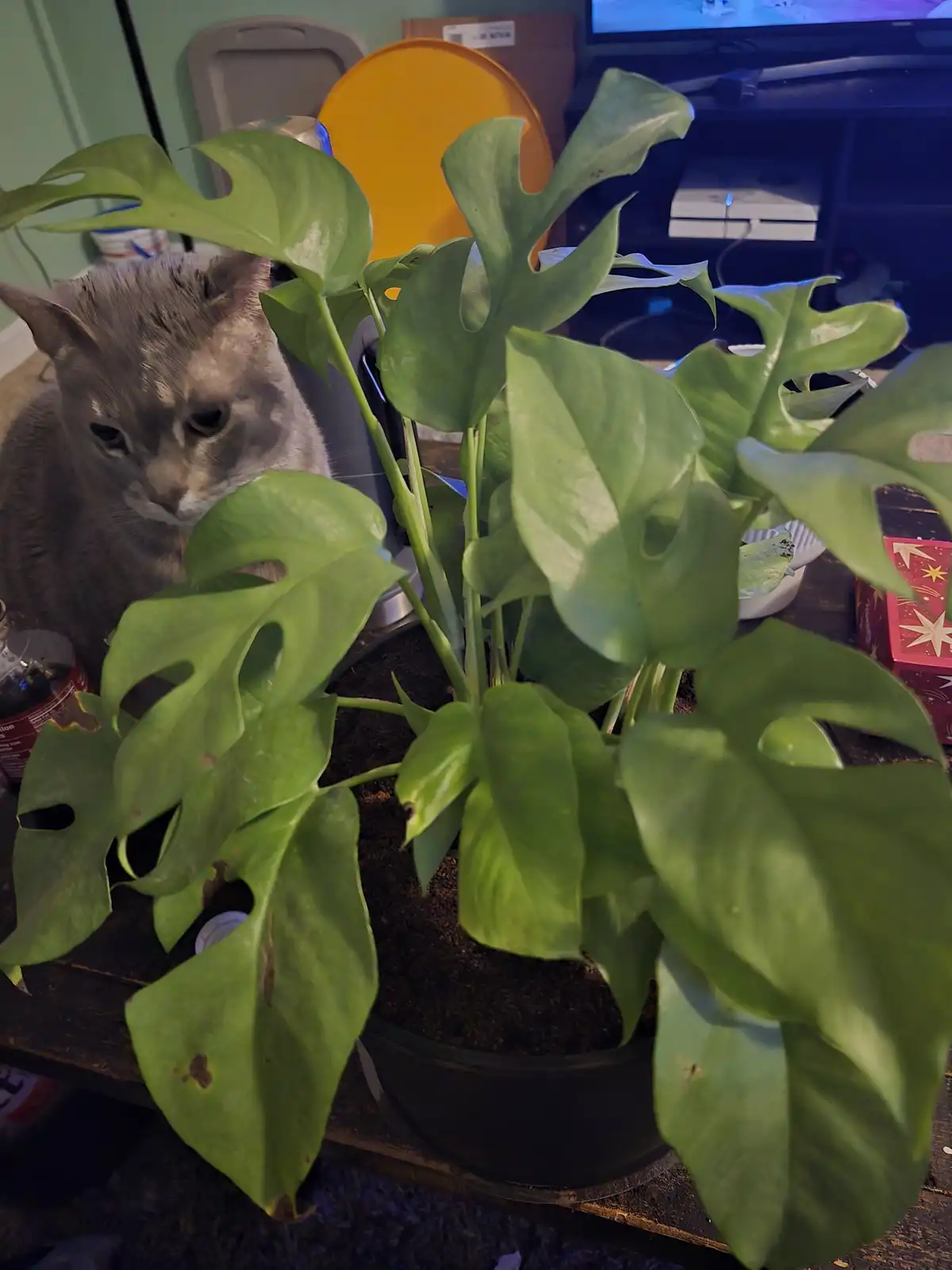 Meet the Mini Monstera: Not a True Monstera, But Just as Adorable!