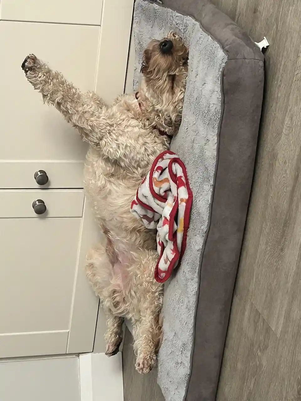 A fluffy, light-brown dog is lying on its back in a gray dog bed, one paw raised in the air, with a red and white patterned…