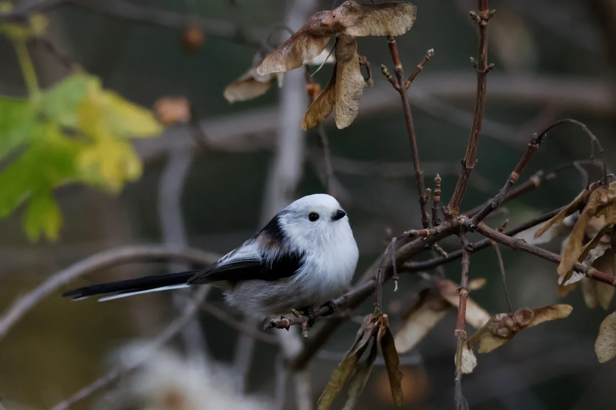 A small, fluffy white bird with black wings and tail perches on a bare branch surrounded by dried maple seeds. The bird has…