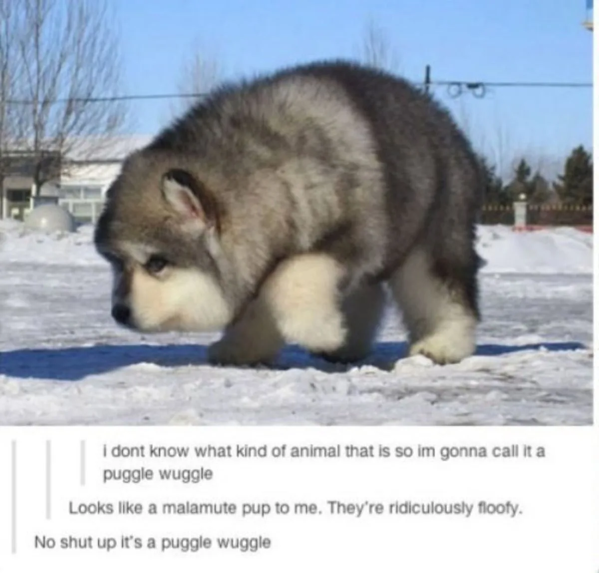 Meet the Adorable Puggle Wuggle
