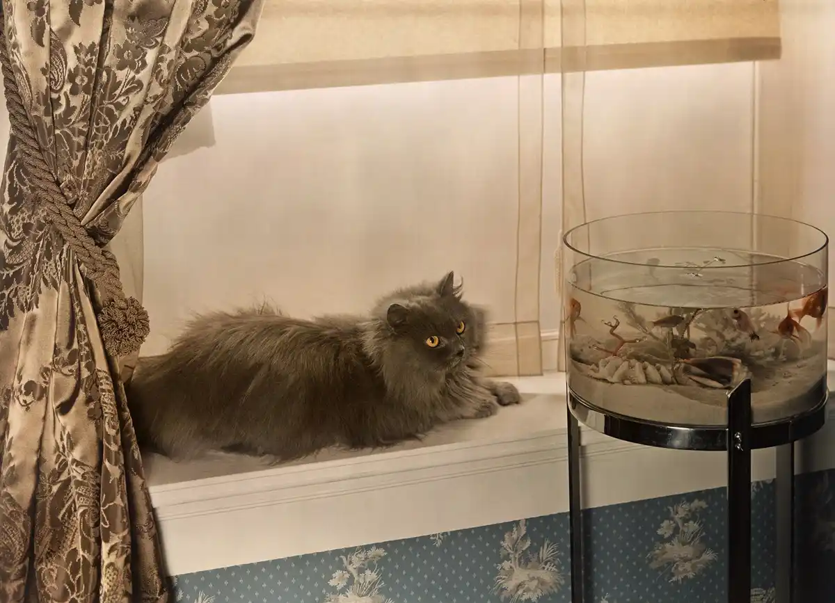 A fluffy grey cat with bright yellow eyes lies on a windowsill, staring intently at a round glass fishbowl filled with…