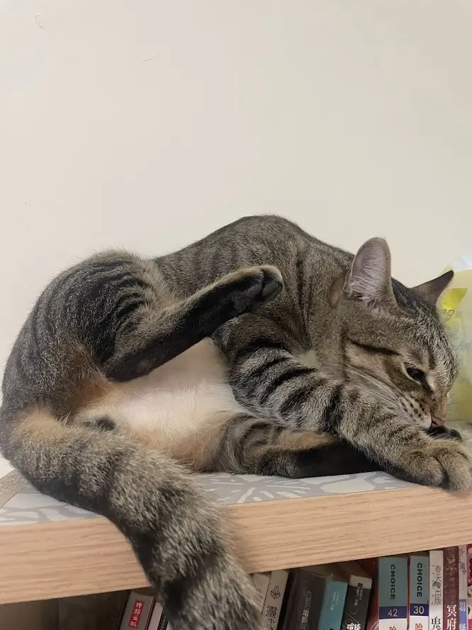 a tabby cat with a white chest is curled up on a wooden shelf, lifting one paw to scratch its side while resting its head on…