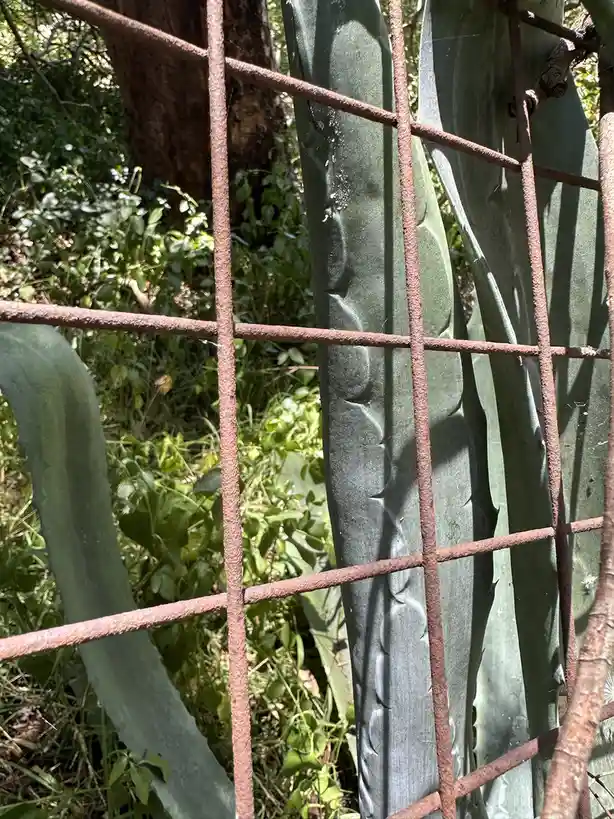 A close-up photo shows thick, green, spiky cactus leaves behind a rusty, reddish-brown metal grid fence. The fence bars cast…