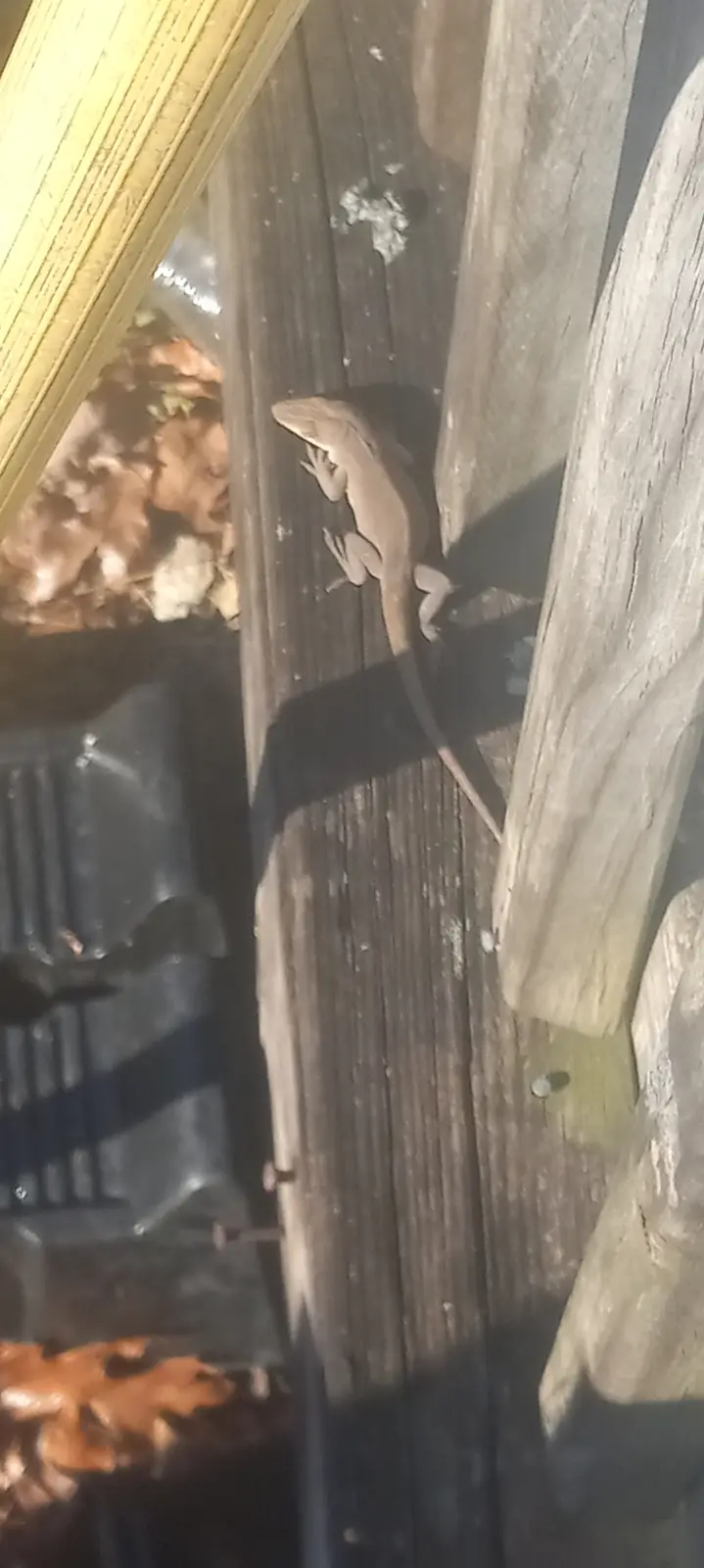 A small brown lizard is perched on a weathered wooden beam in a dimly lit, cluttered space with fallen leaves and a black…