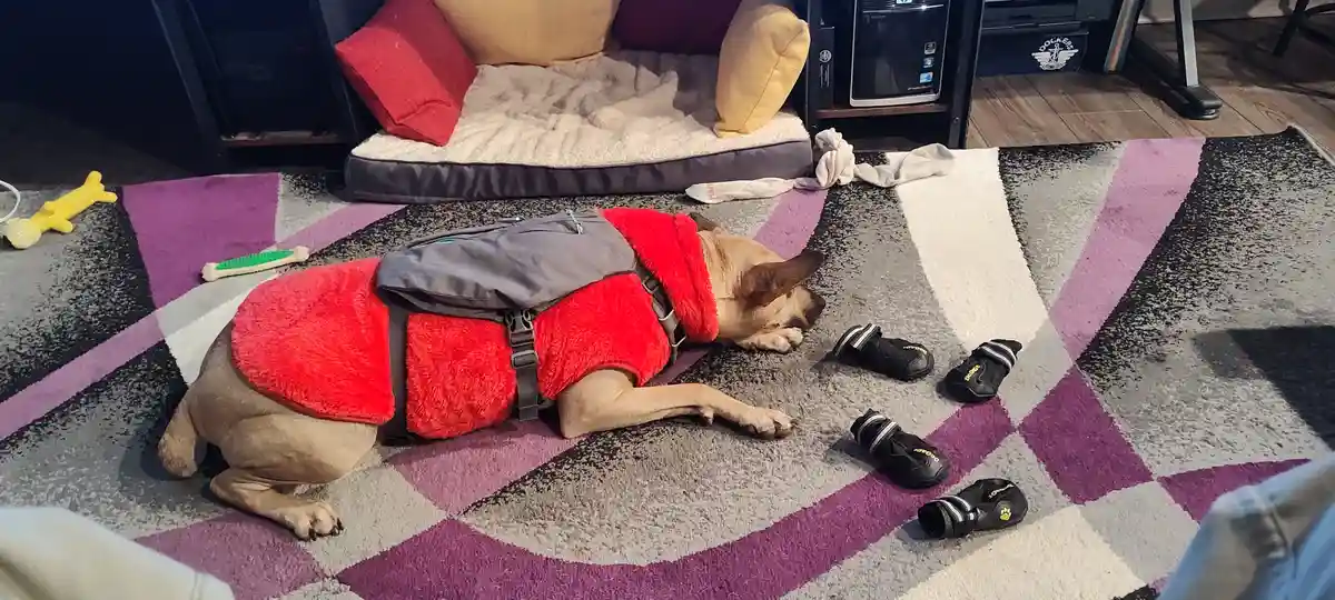 A tan dog wearing a red fleece vest and a grey backpack lies asleep on a patterned rug. Four black dog boots are neatly…