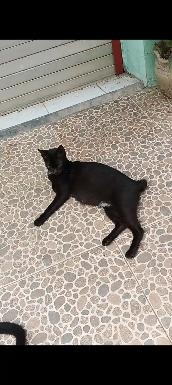 A black cat is lying on a pebble-patterned tiled floor near a metal shutter and a potted plant, looking slightly…