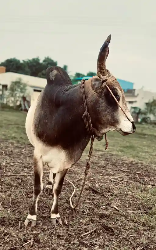 A black-and-white cow with a rope halter stands in a grassy field, looking sideways with a calm, unbothered expression. The…