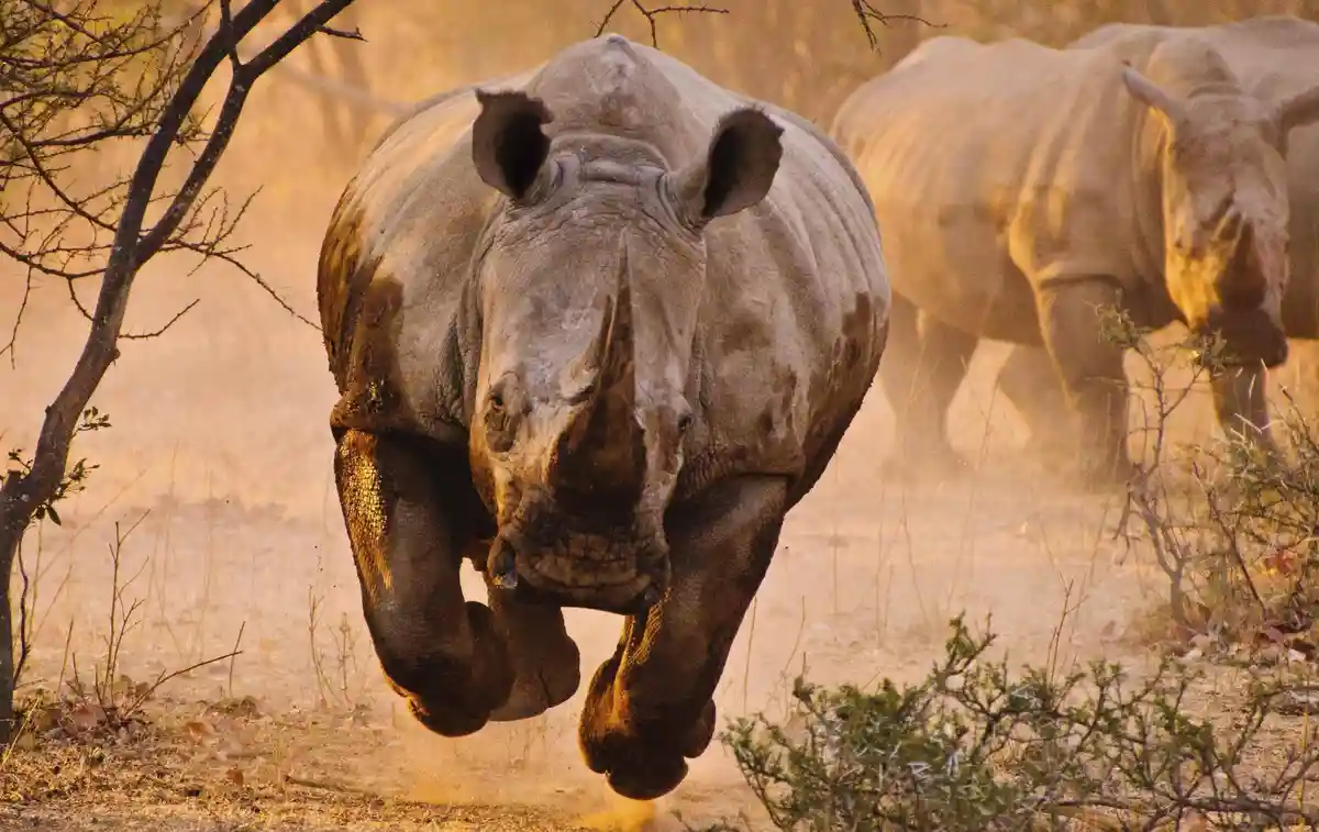 A large rhino is captured mid-stride, kicking up dust in a savanna setting, with another rhino visible in the background…