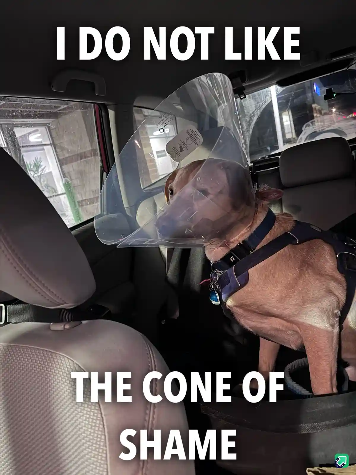 A brown dog wearing a clear plastic cone of shame and a harness sits in the backseat of a car at night. The dog looks…