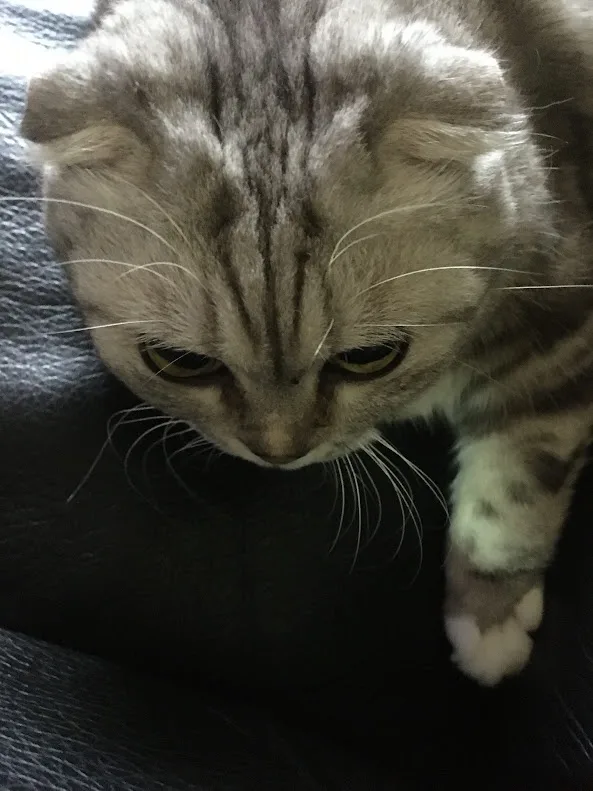 Adorable Feline Friend