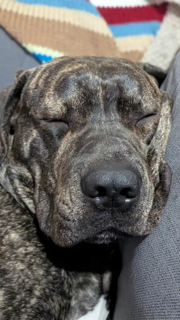 Introducing the majestic Cane Corso.