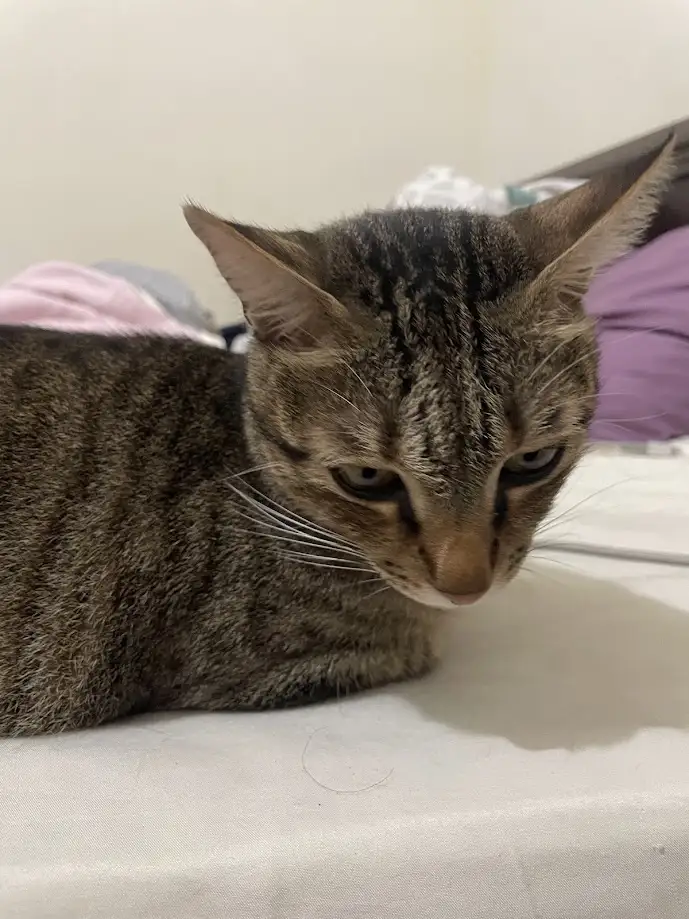 A tabby cat with a grumpy, tired expression lies on a white surface, possibly a bed, with a pink blanket and purple pillow…