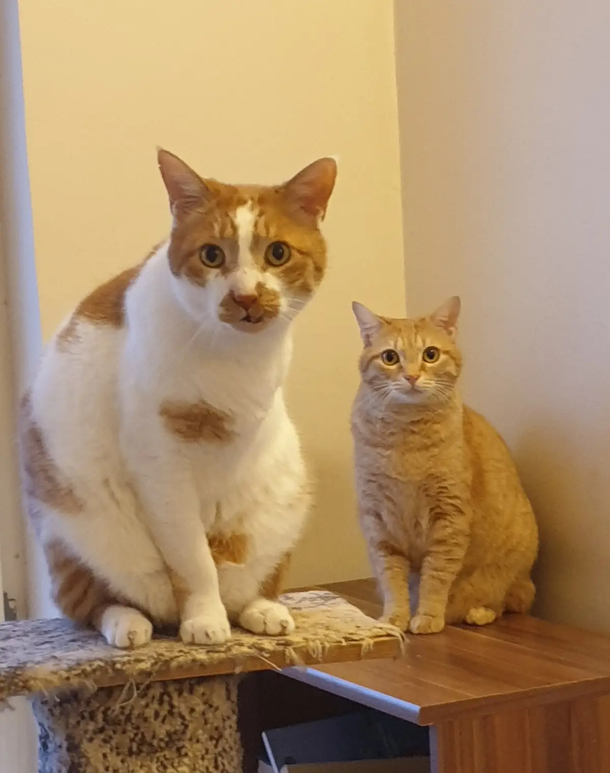 Two cats sit side-by-side on a wooden surface, one larger orange-and-white cat with a surprised expression and the other a…