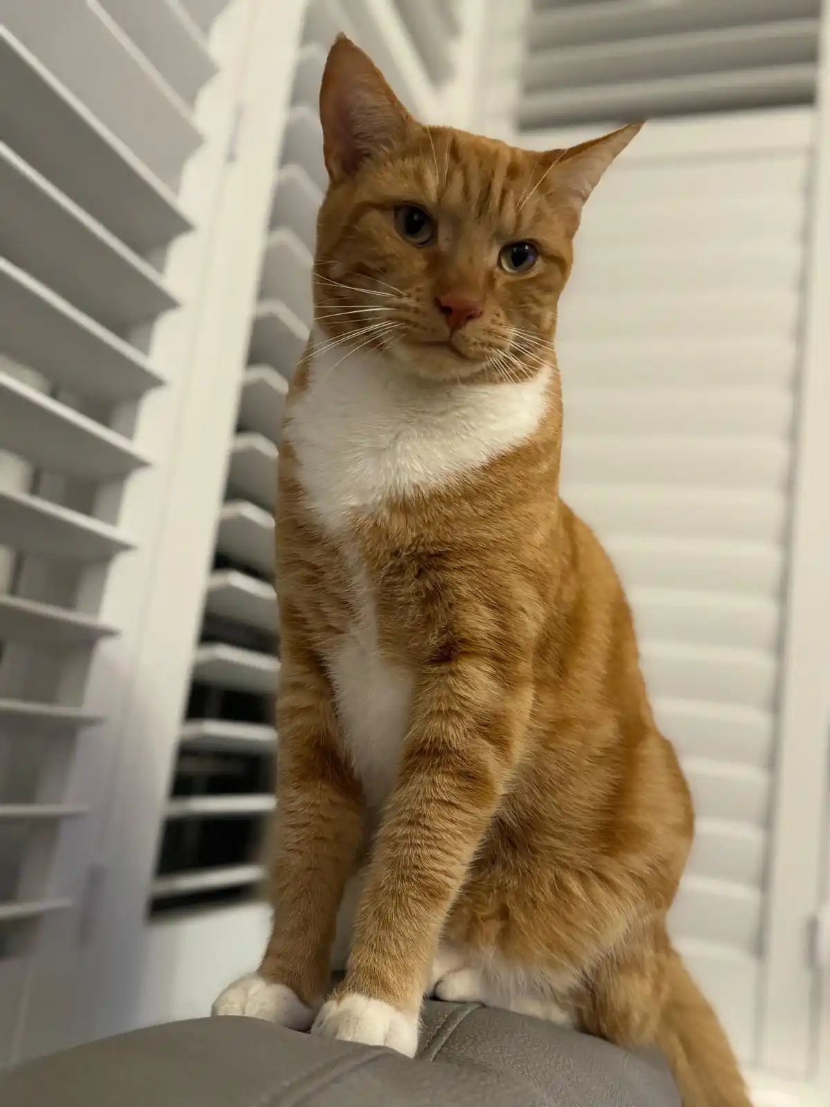 An orange tabby cat with a white chest and paws sits upright on a gray surface, looking directly at the camera with a…