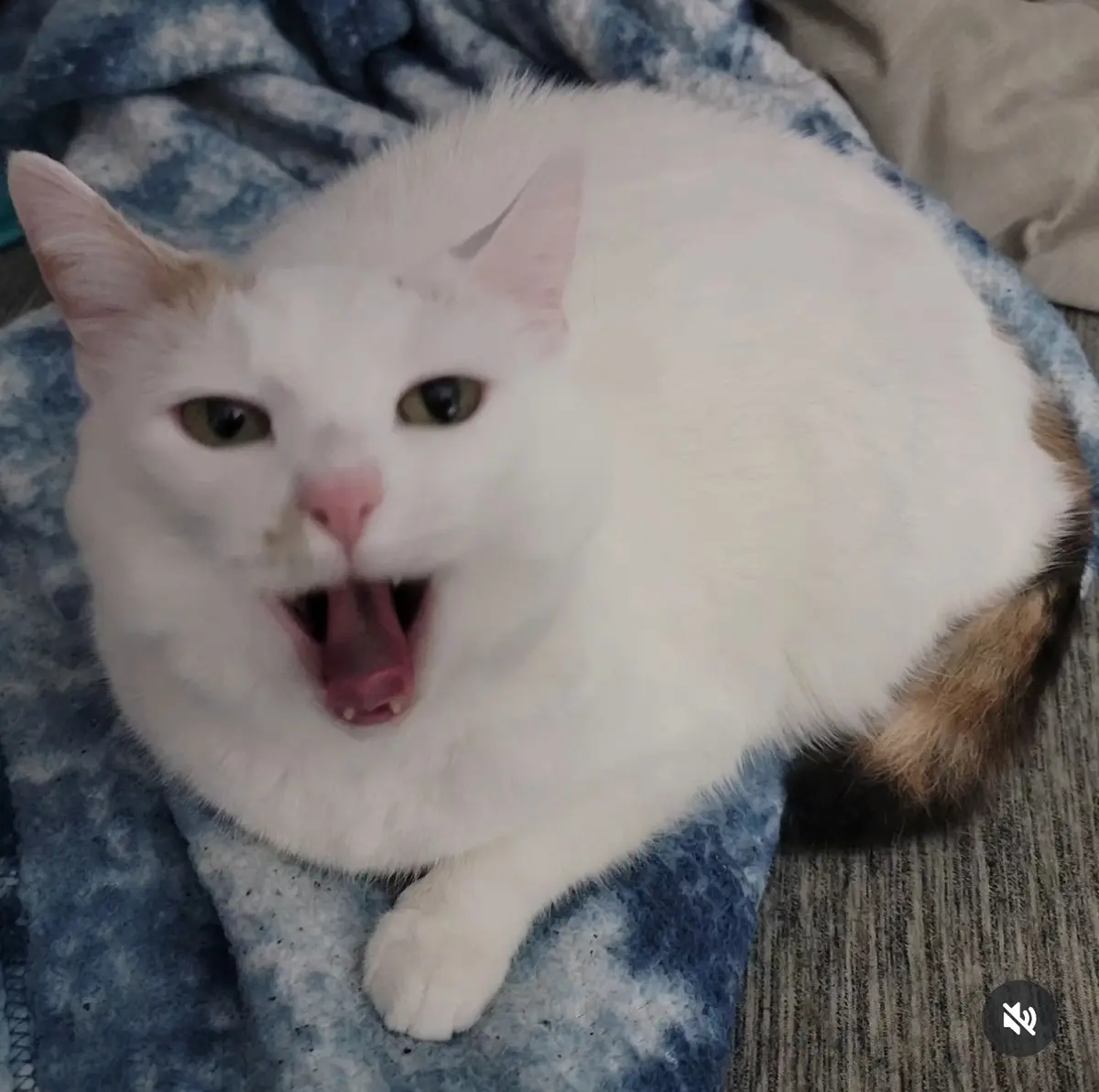 A white cat with orange patches is lying on a blue blanket, yawning widely with its mouth open, showing its pink tongue and…