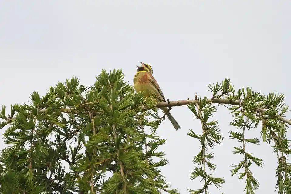 A small bird with yellow and brown plumage perched on a pine branch, beak open as if singing or calling. The image has…
