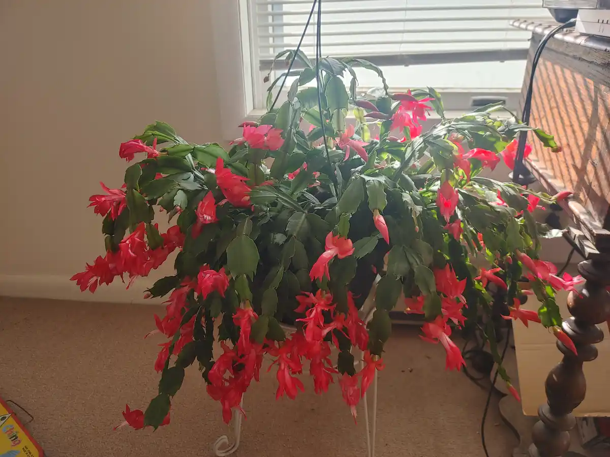 Thanksgiving Cactus: A Gift for RHM