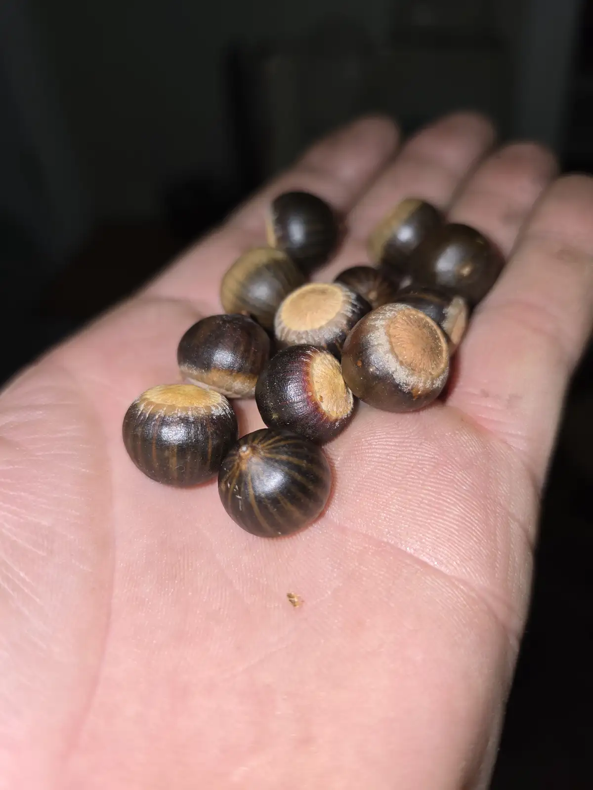 A close-up photo shows a person's open palm holding a pile of small, dark brown acorns with some showing their light-colored…