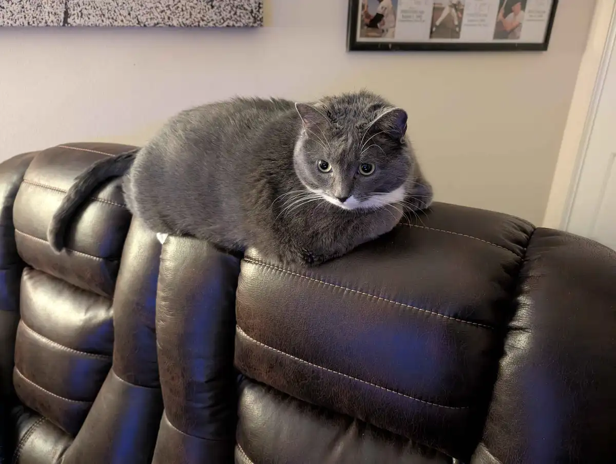 A gray cat with a white chest and green eyes is lounging on the top of a dark brown leather recliner, looking directly at…
