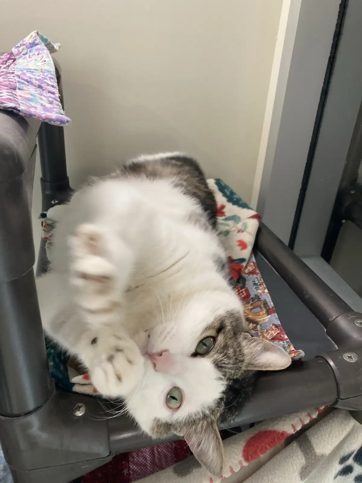 A white and gray cat lies on its back on a patterned blanket inside a dark gray plastic structure, possibly a cat tree or…