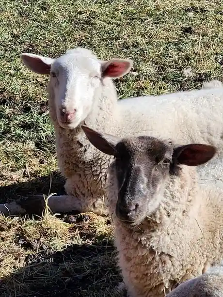Two sheep are lying in a grassy field, one with a dark face and the other with a white face, both looking at the camera. The…