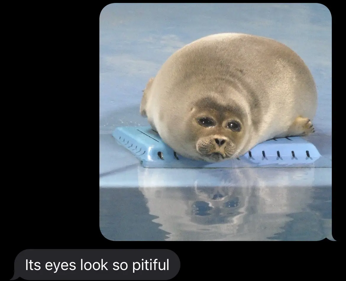 A round, gray seal pup rests its head on a light blue plastic object, looking directly at the camera with large, sad eyes…