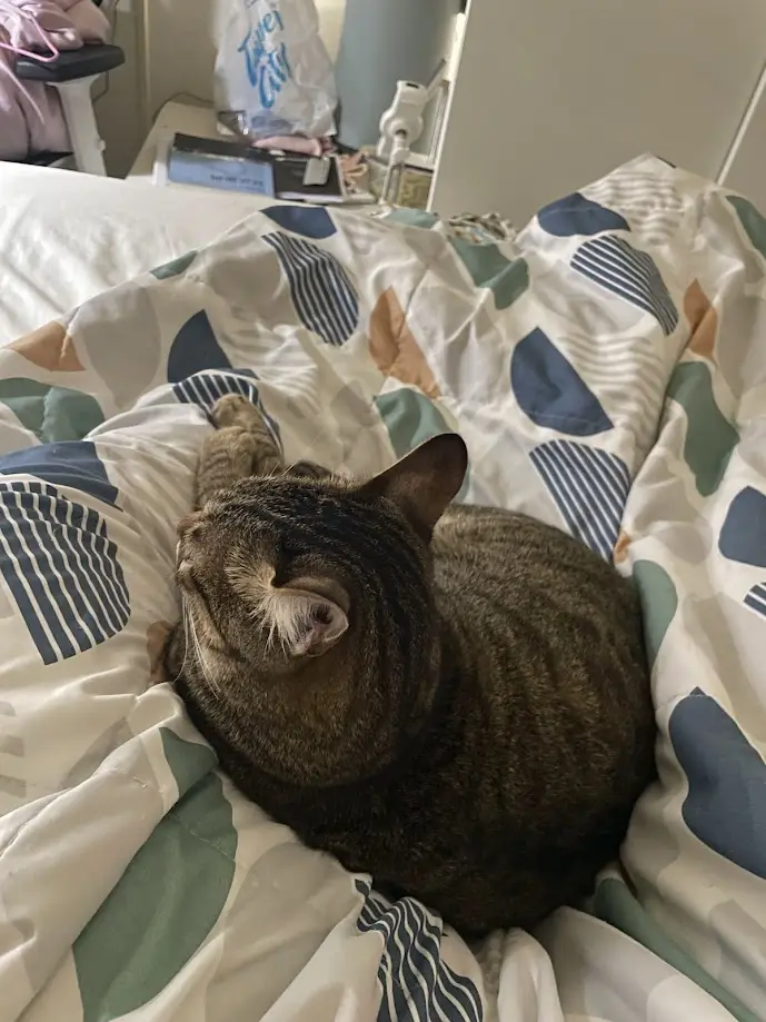 A tabby cat is curled up on a patterned bedspread, appearing to be sleeping or resting with its eyes closed and head tilted…