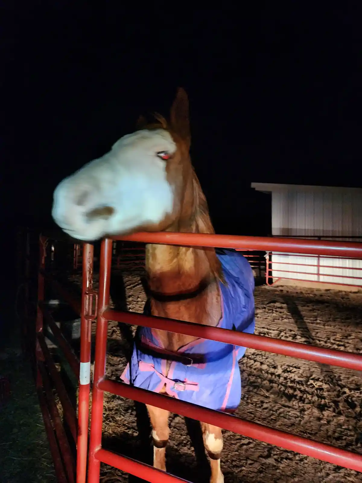A brown and white horse wearing a blue and pink blanket stands at a red metal fence at night, its head blurred from motion…