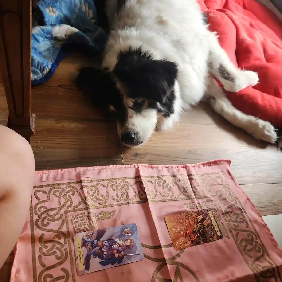 A black and white dog sleeps peacefully on a wooden floor next to a red blanket, while two tarot cards — 'Page of Swords'…