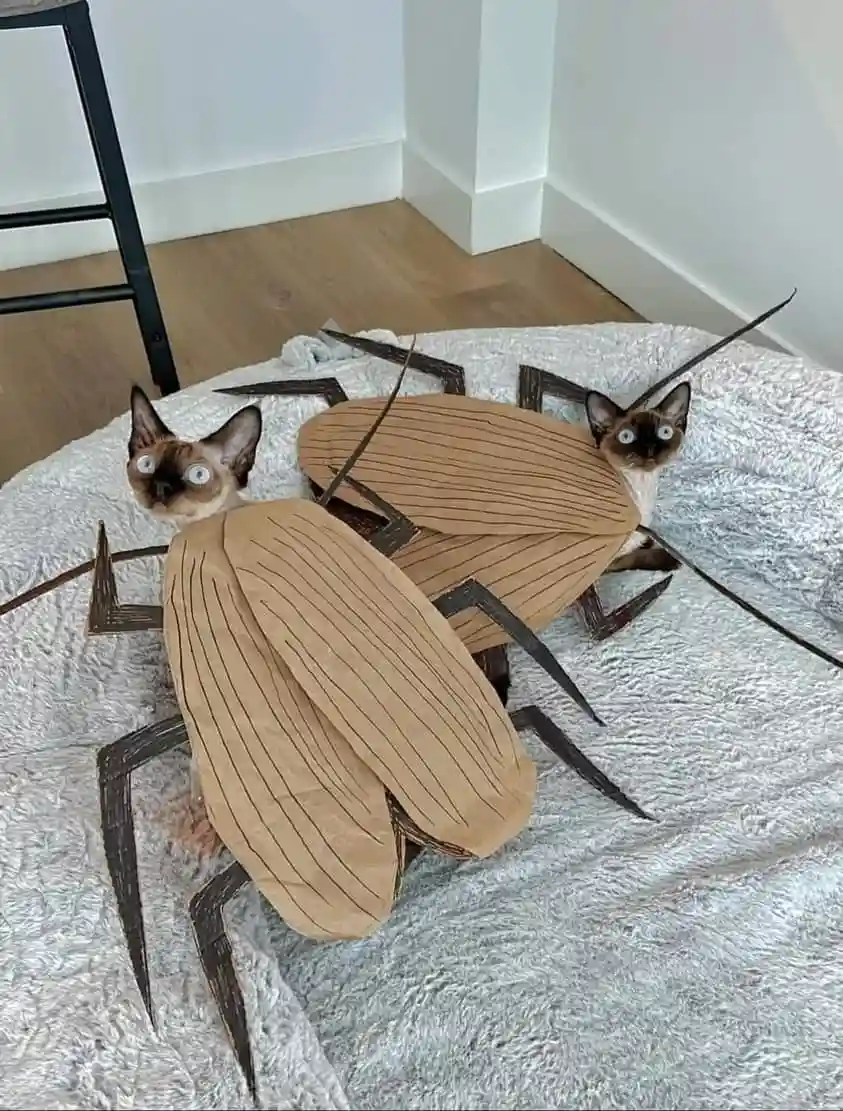 Two Siamese cats are dressed in homemade cardboard cockroach costumes, complete with large brown wing-like pieces and black…