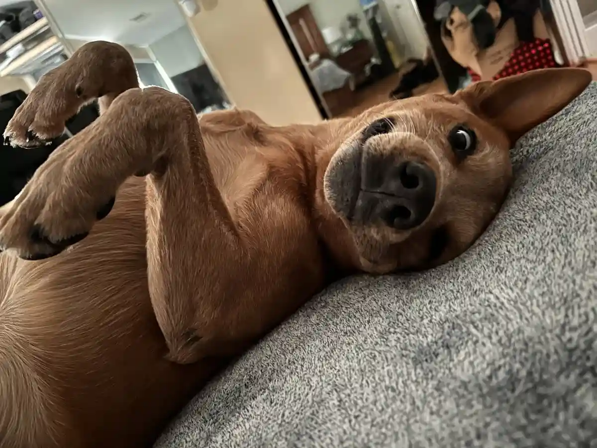 A brown dog lies on its back on a gray couch, looking up at the camera with wide, innocent eyes and paws raised in the air…