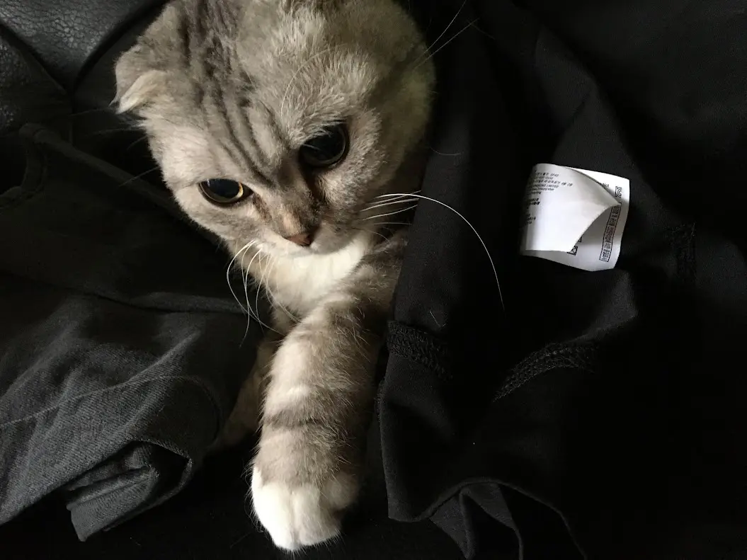 Adorable Cat Moments That Will Melt Your Heart