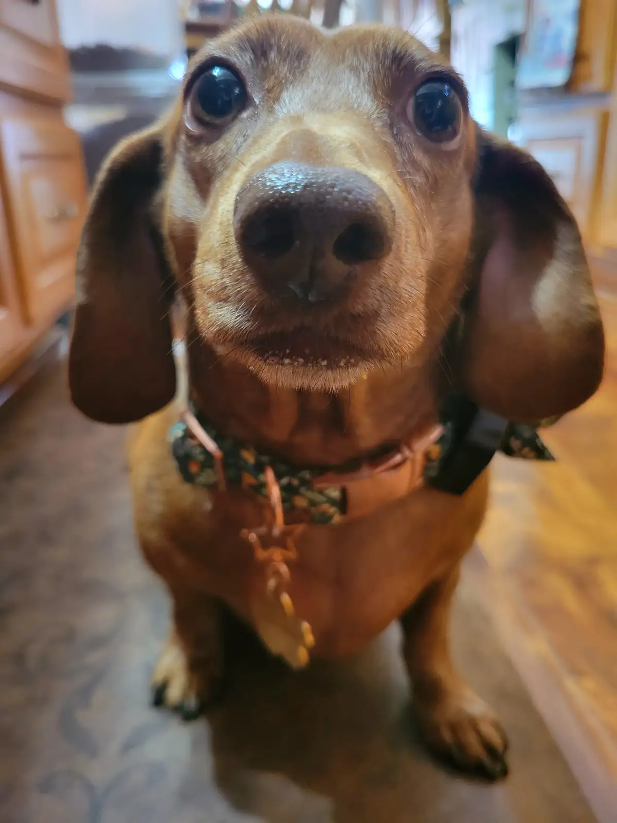 A close-up photo of a brown dachshund looking directly at the camera with large, expressive eyes and a slightly open mouth…