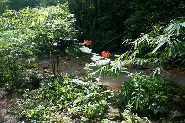 Serene Flowers by the Tranquil Stream