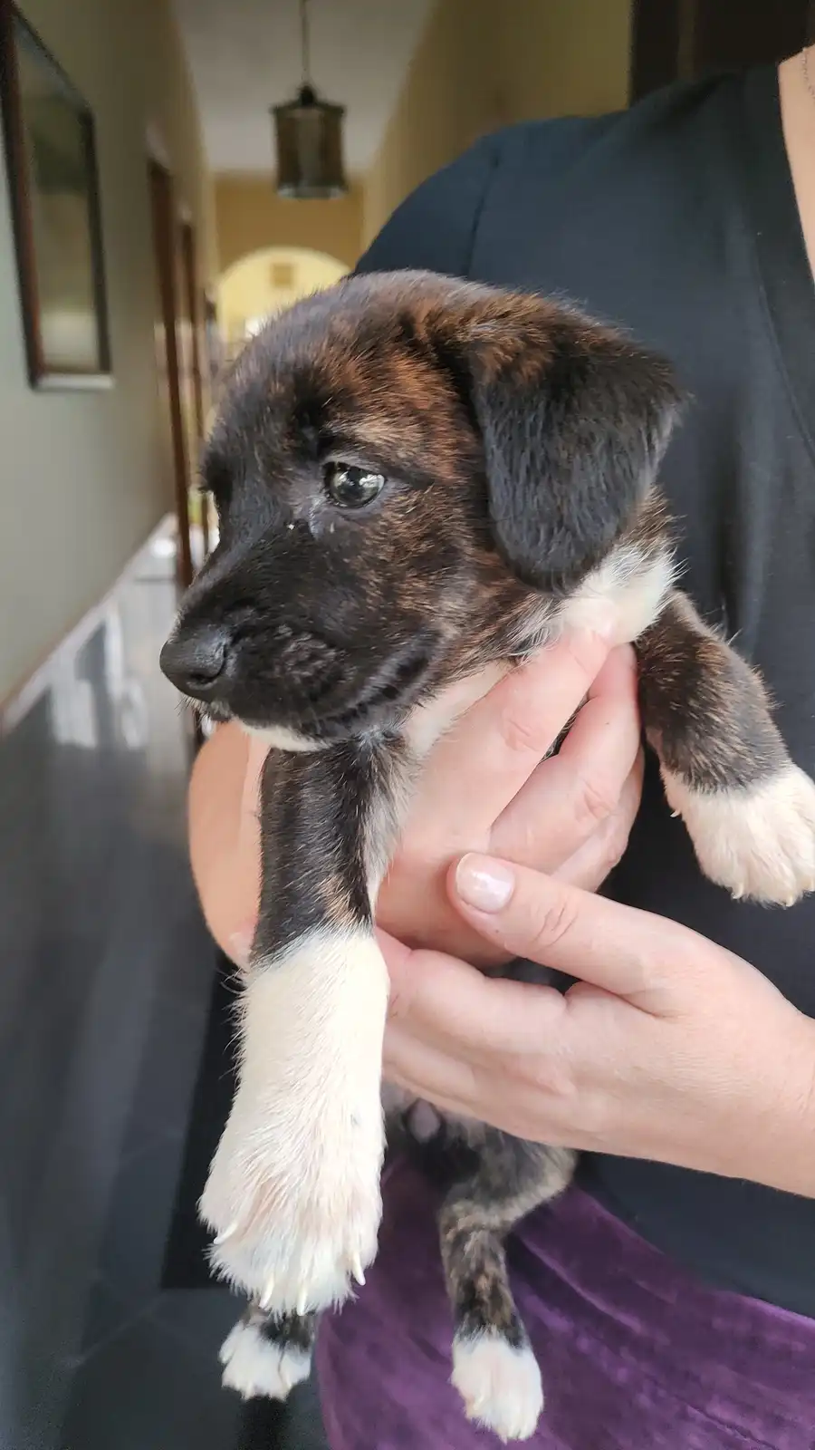 A person holds a small brindle and white puppy with sad, teary eyes looking off to the side. The puppy has white paws and a…