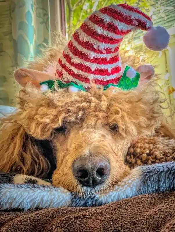 A fluffy, light-brown dog with curly fur is lying down on a soft blanket, appearing very sleepy or uninterested. It wears a…