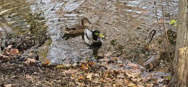 Two ducks, a male with a green head and a female with brown feathers, are swimming in a shallow, leaf-strewn stream. The…