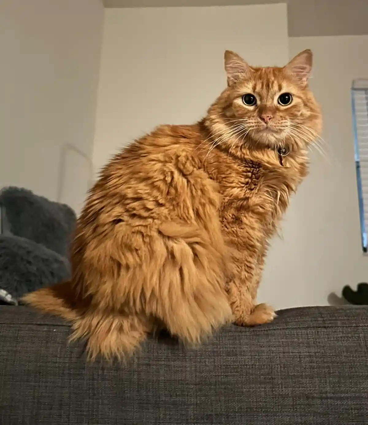 A fluffy orange tabby cat sits upright on a dark gray couch, looking directly at the camera with wide, innocent eyes. The…