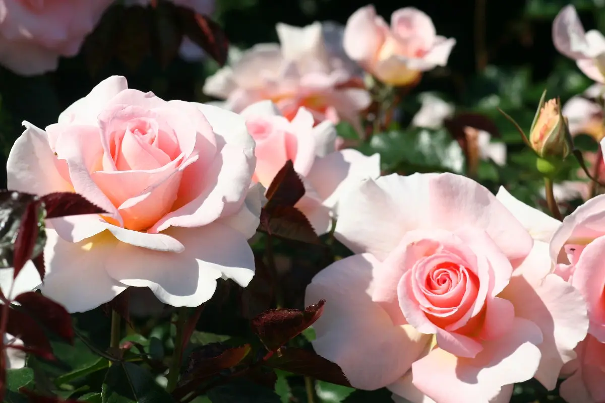 A close-up photograph of several light pink roses in full bloom, with dark green and burgundy leaves, under bright sunlight…