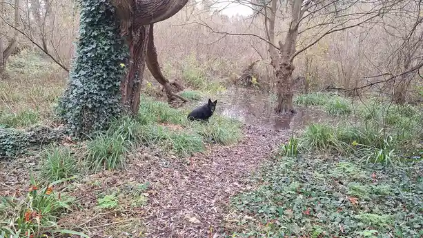 A black dog sits in a shallow, muddy puddle in a wooded area with bare trees and ivy-covered trunks. The dog appears…