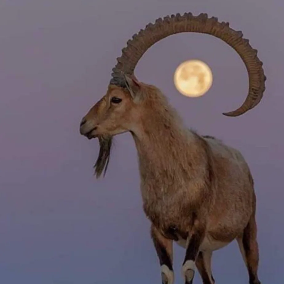 a majestic wild goat with large, curved horns stands against a twilight sky, with a full moon perfectly framed inside the…