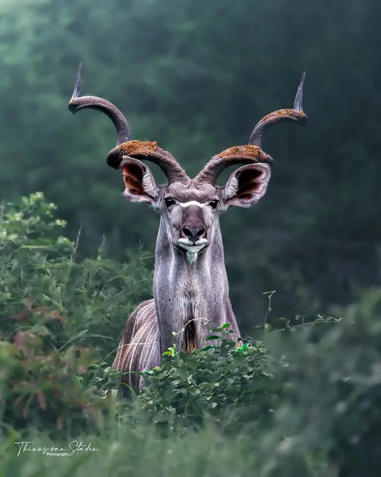 A close-up photograph of a kudu antelope with large, spiraling horns and a white facial marking, standing in green foliage…