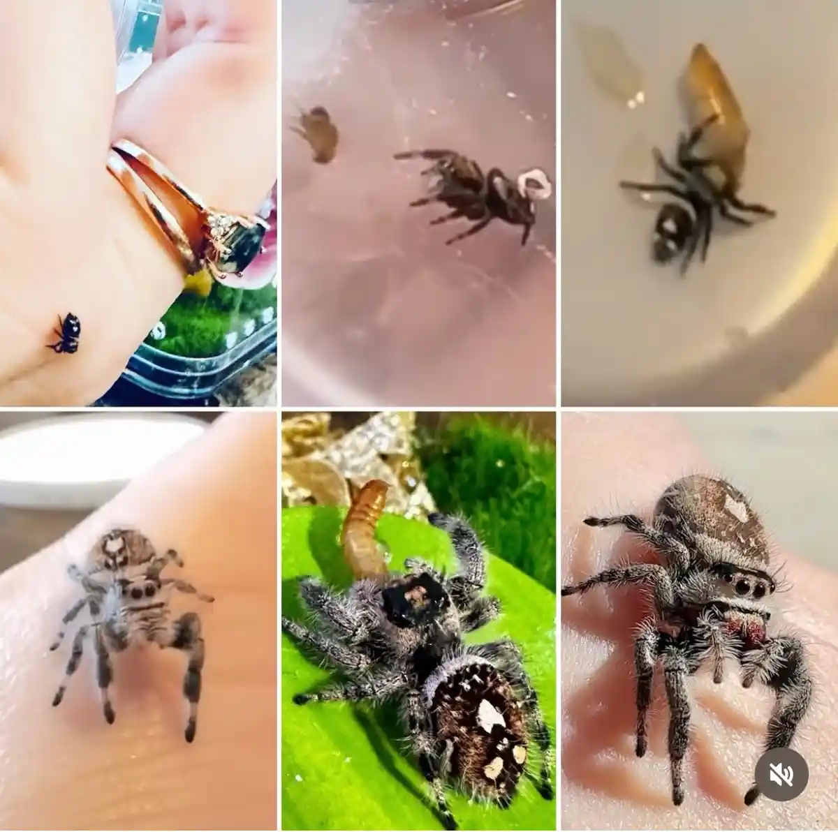 A six-panel collage shows a small, fuzzy jumping spider in various scenarios: on a person's wrist near a ring, in a…