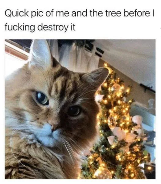 Adorable Christmas Kitties Spreading Holiday Cheer